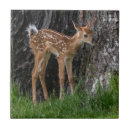 Search for fawn tiles Animal