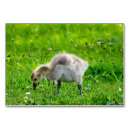 Search for canada table cards Cute