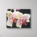 Search for black and white flowers canvas prints Pink