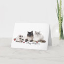 Search for cute kitten christmas cards Blue