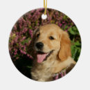 Search for flat coated retriever christmas tree decorations Puppies