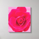 Search for pink rose canvas prints Bloom