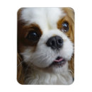 Search for blenheim magnets Dog
