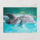 Search for dolphin postcards Animal