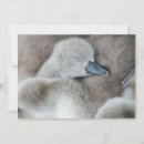 Search for mute cards Bird