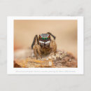 Search for macros postcards Macro photography