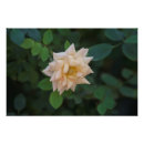 Search for vanilla posters Floral
