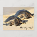 Search for honu postcards Paradise