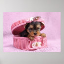 Search for yorkshire terrier posters Funny