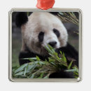 Search for zoo christmas tree decorations Endangered
