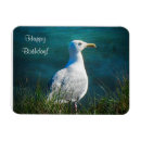 Search for seagull magnets Wildlife
