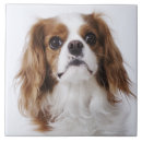 Search for cavalier king charles spaniel gifts Pet