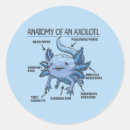 Search for explanation Axolotl