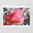 Search for honey bee postcards Wildflowers