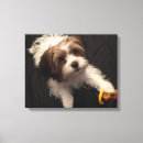 Search for yorkie canvas prints Puppy