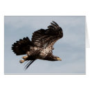 Search for take flight cards Bird of prey