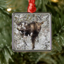 Search for calf christmas tree decorations Animals in the wild