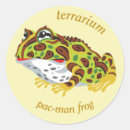 Search for pac man Frog