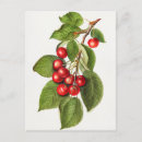 Search for red delicious postcards Cherry