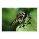 Search for robber Insect