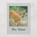 Search for odocoileus postcards White tailed deer