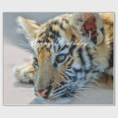 Search for big cats wrapping paper Animals