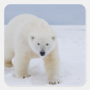 Search for ursus stickers Fauna
