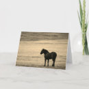 Search for equine note cards Stallion