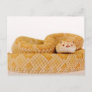 Search for diamondback Brown