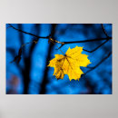 Search for maple leaf posters Nature