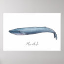 Search for blue whale posters Drawing