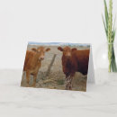 Search for bovines cards Cows