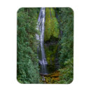 Search for conifer magnets Superstock