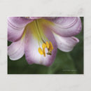 Search for native flowers postcards Pink