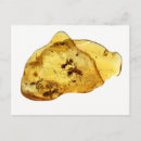 Search for insect postcards Vintage