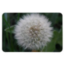Search for dandelion magnets Seeds