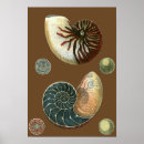 Search for shell posters Conch seashell