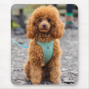 Search for poodle puppy mouse mats Puppies