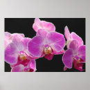 Search for cluster posters Flowers