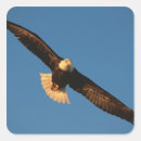 Search for bird of prey stickers Patriotic