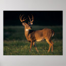 Search for white tailed deer posters Buck