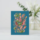 Search for haeckel postcards Vintage