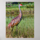 Search for grus canadensis Nature