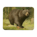 Search for tree trunk magnets Nature