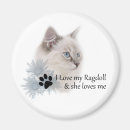 Search for ragdoll magnets Kitten