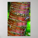 Search for tree bark posters Forest