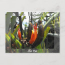 Search for flax postcards New zealand