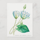 Search for vintage botanical print postcards Antique