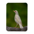 Search for albino magnets Bird