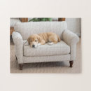 Search for golden retriever puppy puzzles Labrador